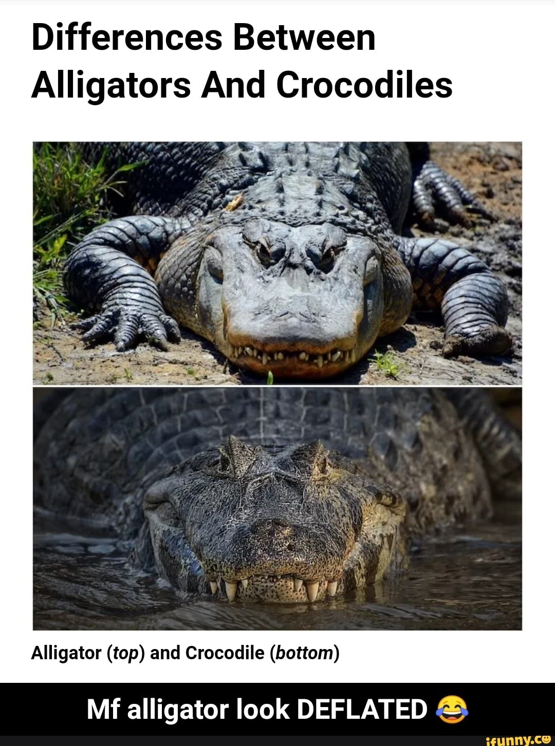 Differences Between Alligators And Crocodiles Alligator (top) and ...