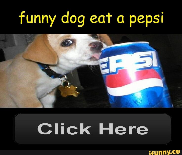 funny dog eat a pepsi