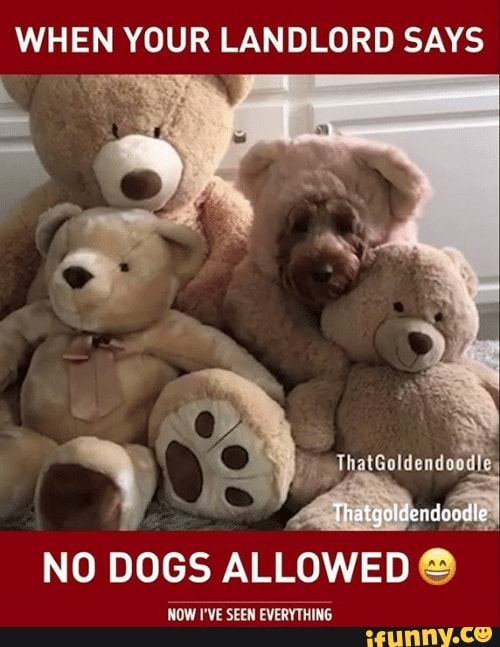 WHEN YOUR LANDLORD SAYS
endo -
"he
NO DOGS ALLOWED
NOW I'VE SEEN EVERYTHING