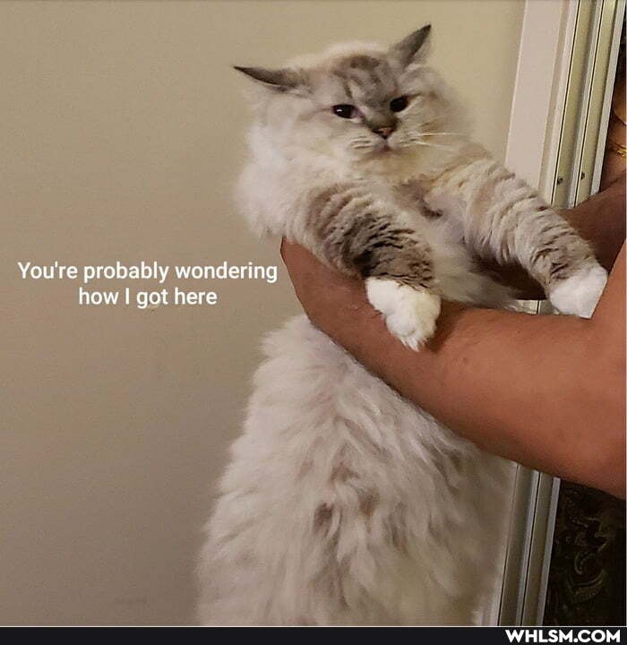 You're probably wondering how got here
