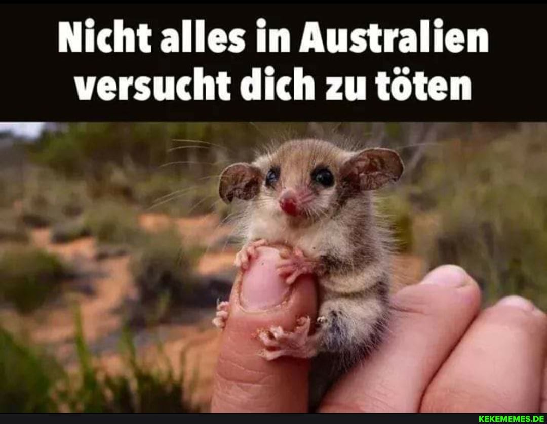 Nicht alles in Australien versucht dich zu töten