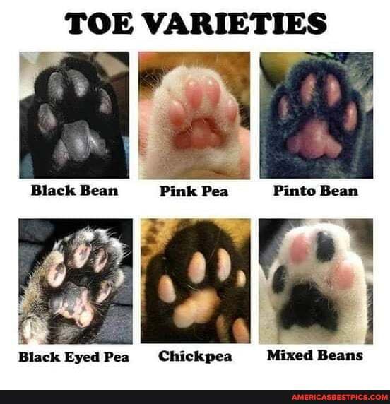 TOE VARIETIES
Black Eyed Pea Chickpea Mixed Beans