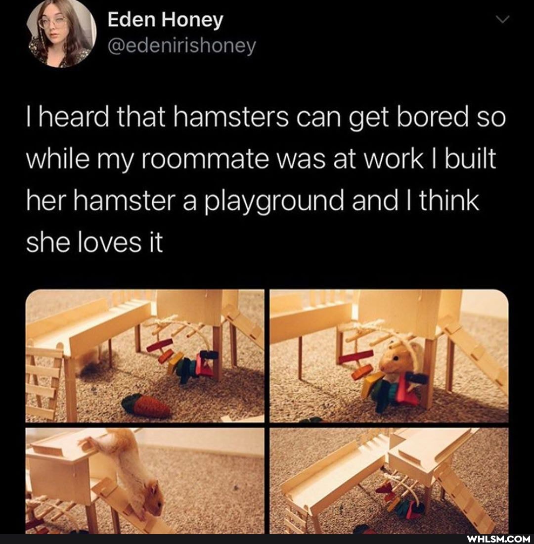 "j Eden Honey
@edenirishoney
I heard that hamsters can get bored so while my roommate was at work I built her hamster a playground and I think she loves it