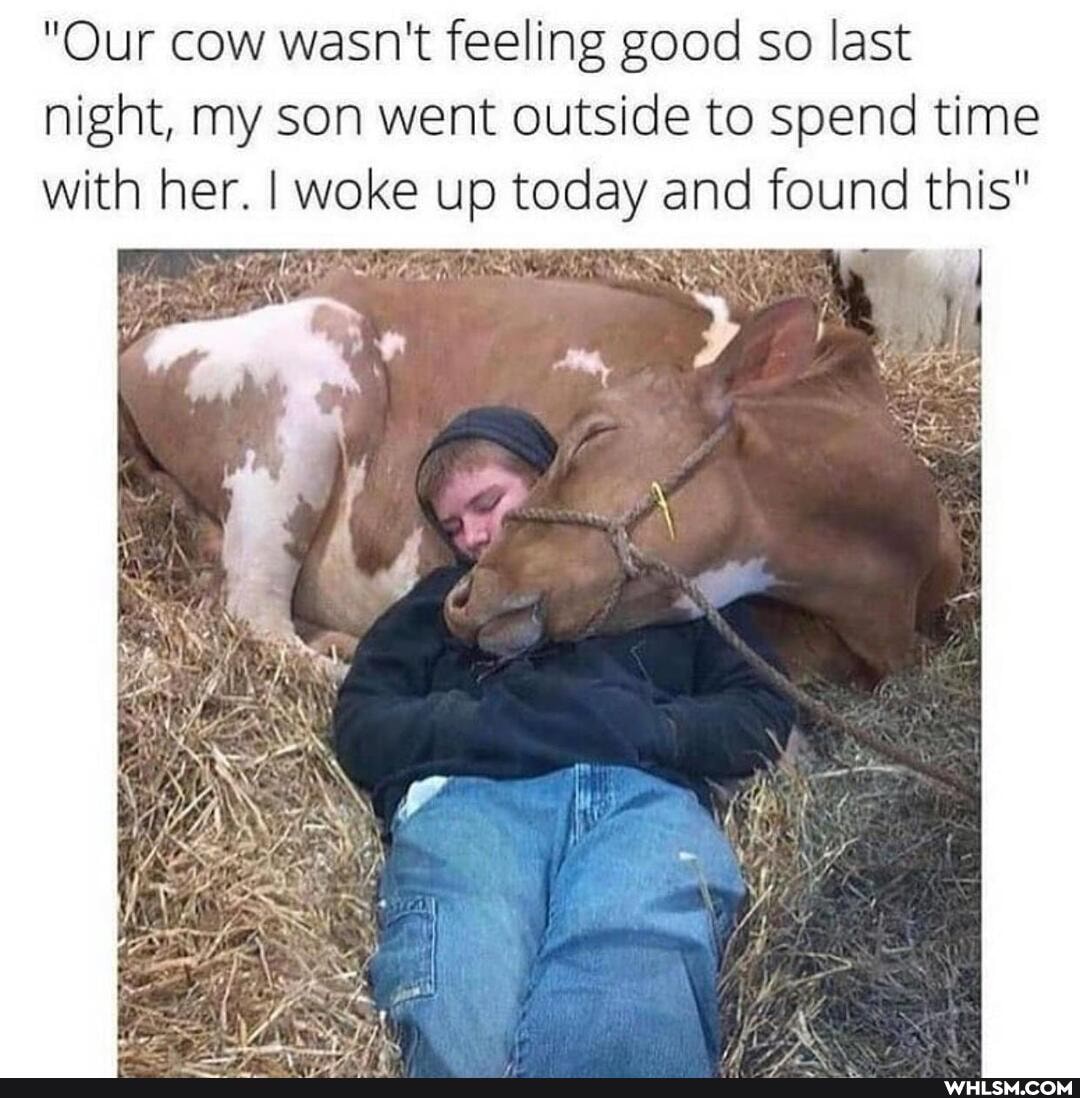 "Our cow wasn't feeling good so last night, my son went outside to spend time with her. I woke up today and found this"