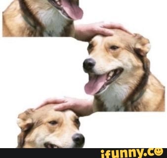 cachorro, ciclo, cicloinfinito