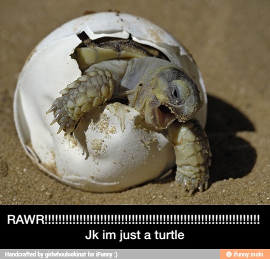 Jk im just a turtle - RAWR!!!!!!!!!!!!!!!!!!!!!!!!!!!!!!!!!!!!!!!!!!!!!!!!!!!!!!!!!!!!!! Jk im just a turtle