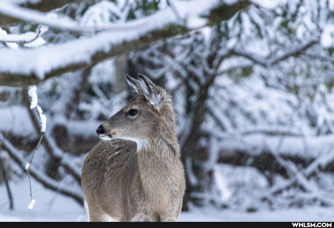 deer, snow, forest, pentax