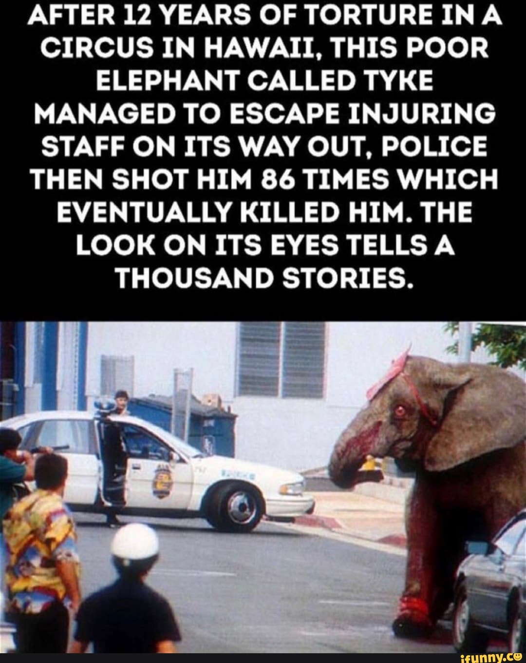 tyke the elephant death video