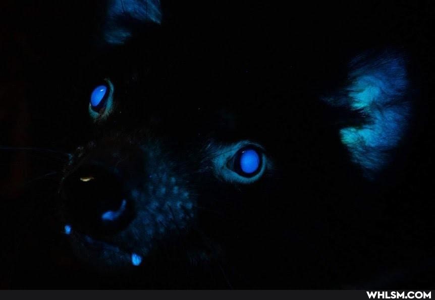 science, animal, ferngully, raves