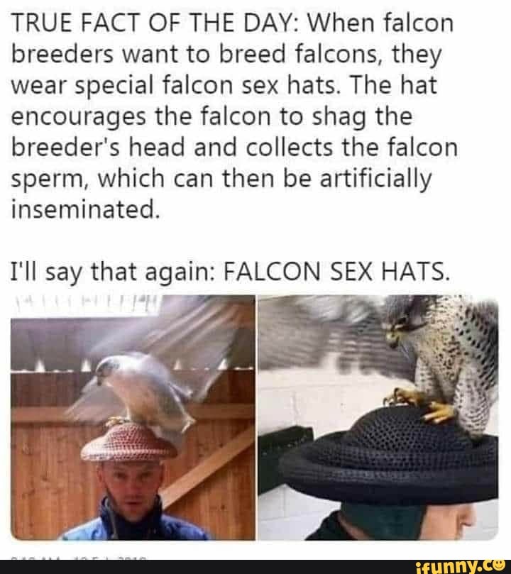 TRUE FACT OF THE DAY: When falcon breeders want to breed falcons, they wear special falcon sex hats. The hat encourages the falcon to shag the breeder's head and collects the falcon sperm, which can then be artificially inseminated.
I'll say that again: FALCON SEX HATS.