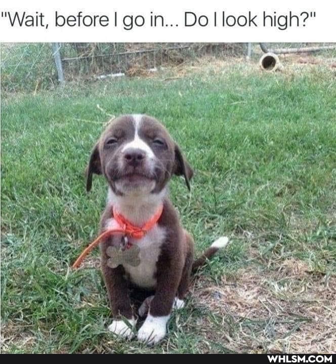 "Wait, before I go in... Do I look high?"
off