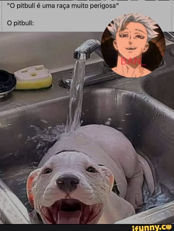 "O pitbull é uma raça muito perigosa"
O pitbull: