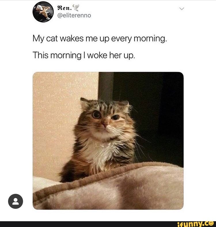 my-cat-wakes-me-up-every-morning-this-morning-i-woke-her-up-ifunny