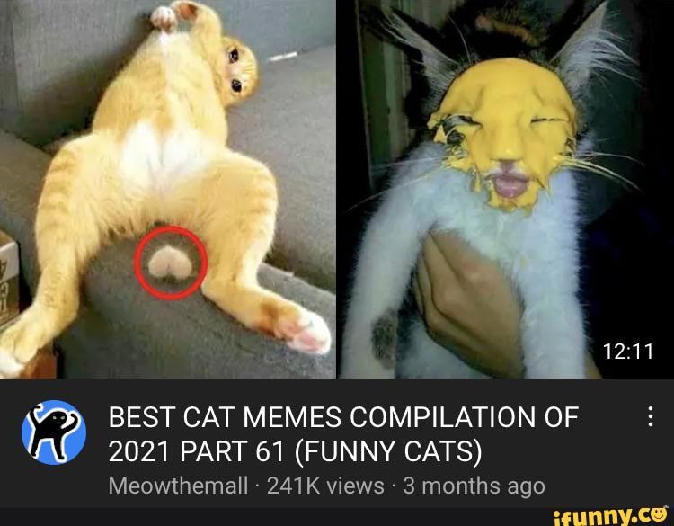 BEST CAT MEMES COMPILATION OF 2020 - 2021 PART 55 (FUNNY CATS