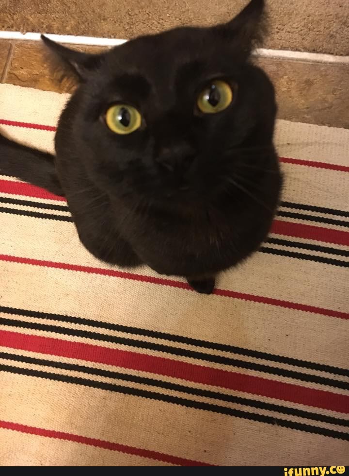 toothless