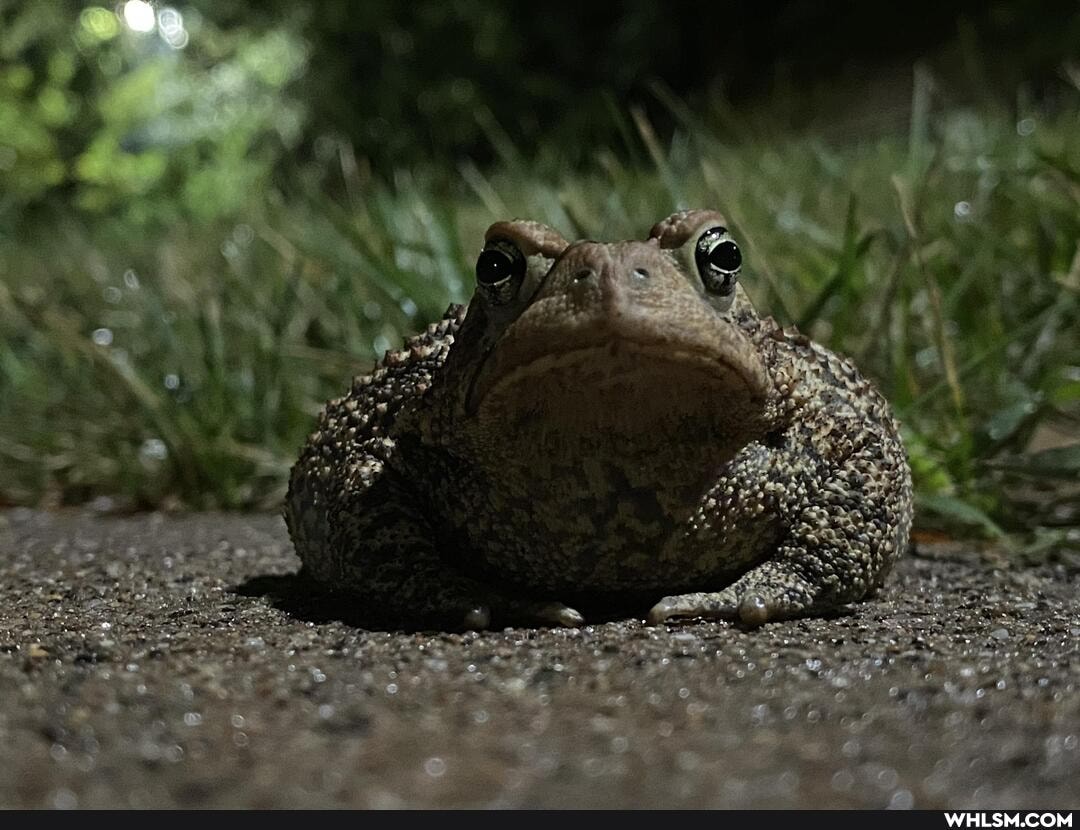 nature, the_great_outdoors