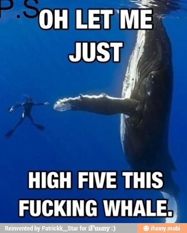OH LET
ME
JUST,
HIGH FIVE THIS
FUCKING WHALE;