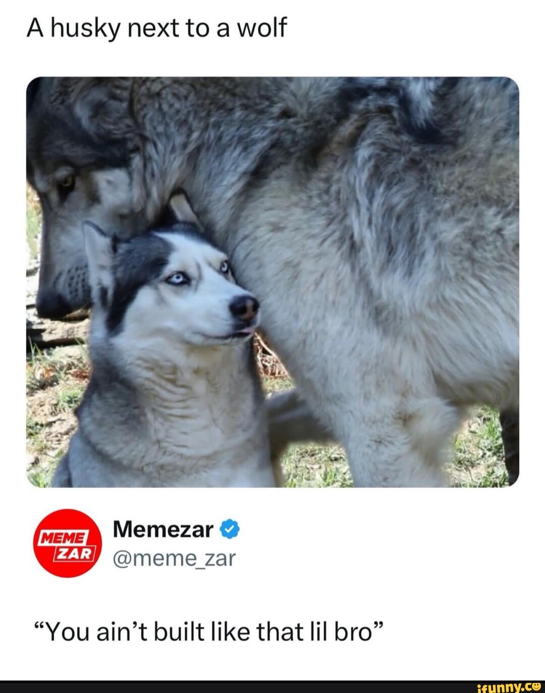 A husky next to a wolf Memezar @meme zar 