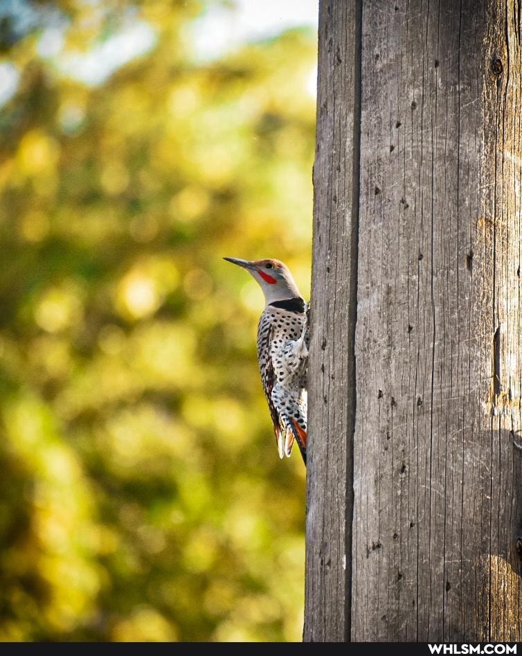 mildly_interesting, nature, photography, birds