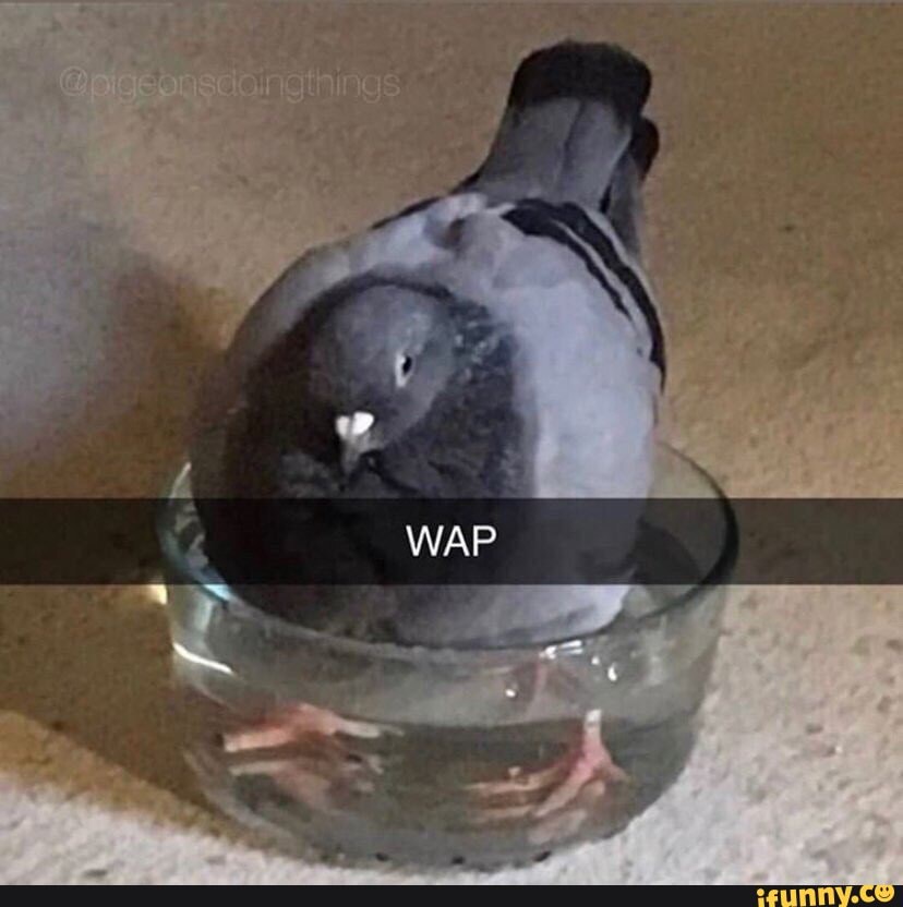 wap, pigeon
