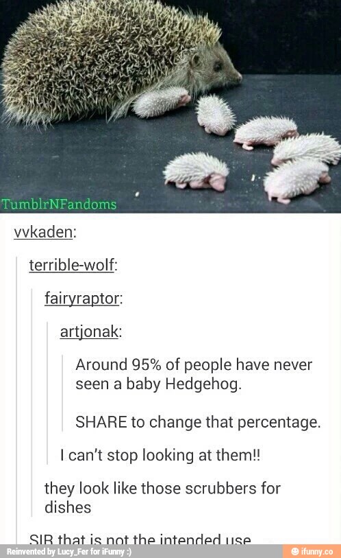Around 95% of people have never
seen a baby Hedgehog.
SHARE to change that percentage.
Ican't stop looking at them!!
they look like those scrubbers for
dishes