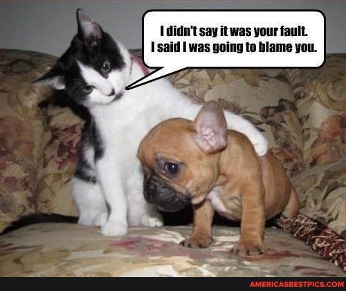 I didn't say was your fault.
Isaid was going to blame you.