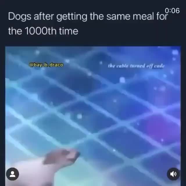 Mom: did you feed the dog? Me: umm yes The dog: - iFunny