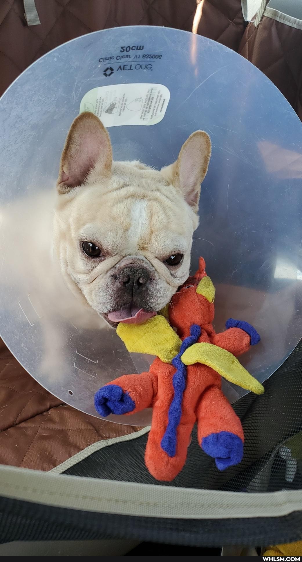 french_bulldog, chonk, doggo, pupper
