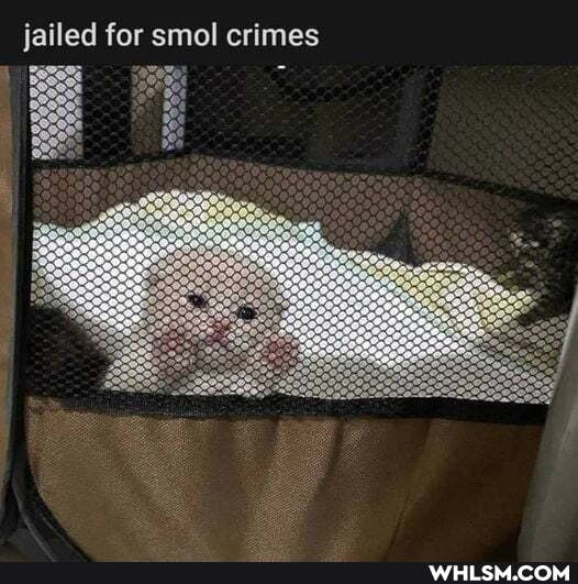 jailed for smol crimes