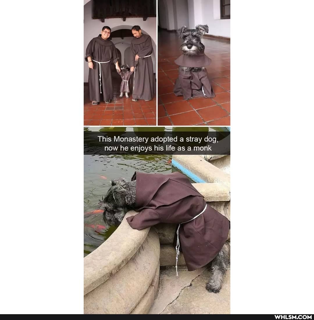 This Monastery adopted a stray dog, now he enjoys his life as a monk