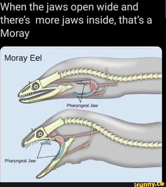 When the jaws open wide and there's more jaws inside, that's a Moray Moray Eel Mi Pharyngeal