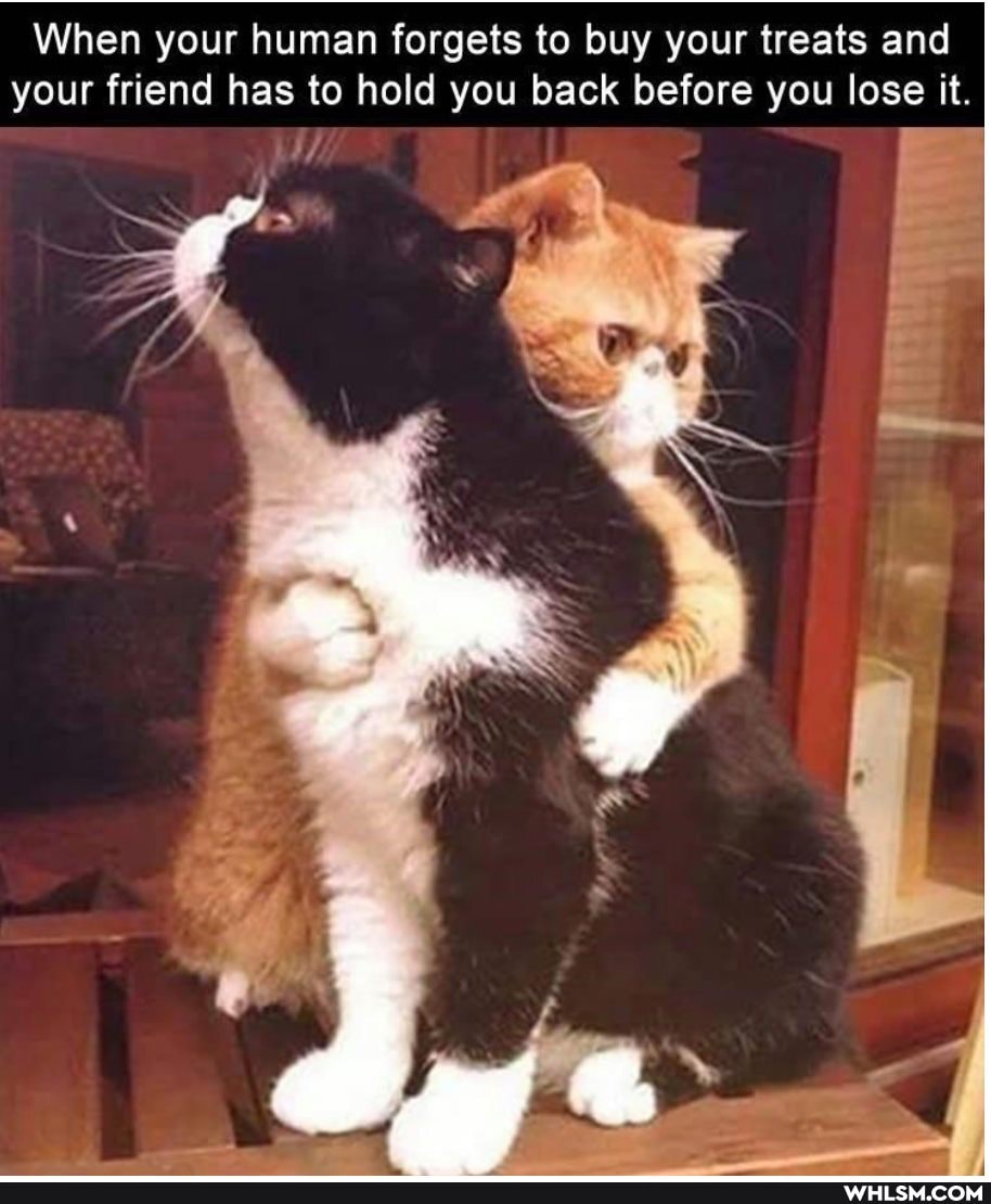 When your human forgets to buy your treats and your friend has to hold you back before you lose it.