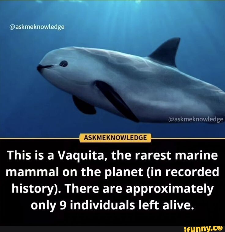 @askmeknowledge @askmeknowledge ASKMERNOWLEDGE This Is A Vaquita, The ...