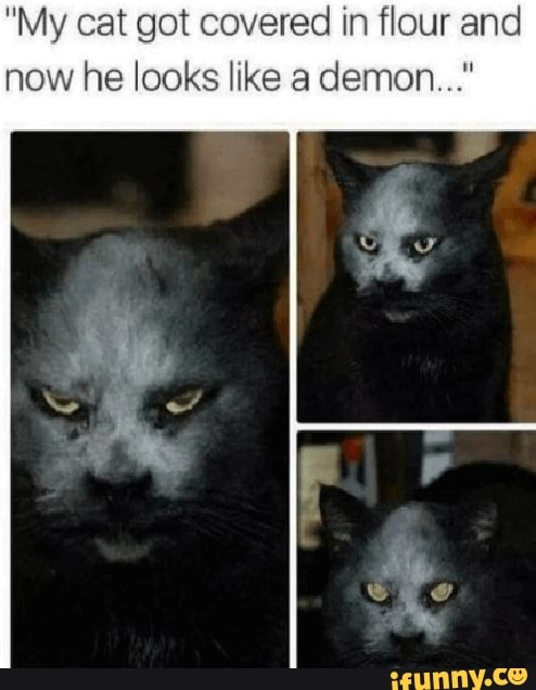 "My cat got covered in flour and
now he looks like a demon..."