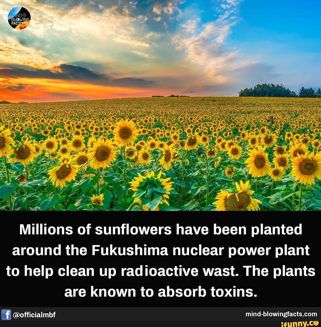 Millions of sunflowers have been planted around the Fukushima nuclear power plant to help clean