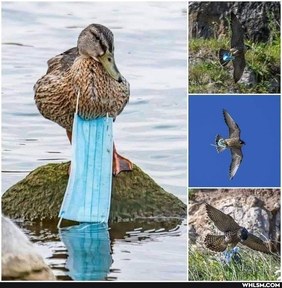 covid19, coronavirus, birds