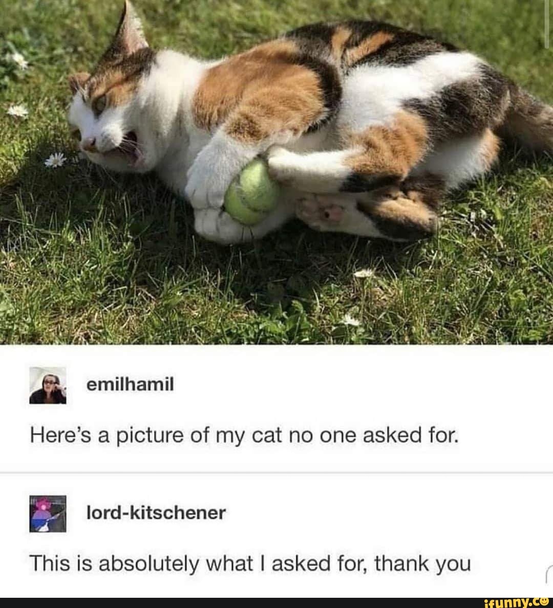 Here's a picture of my cat no one asked for.
This is absolutely what I asked for, thank you