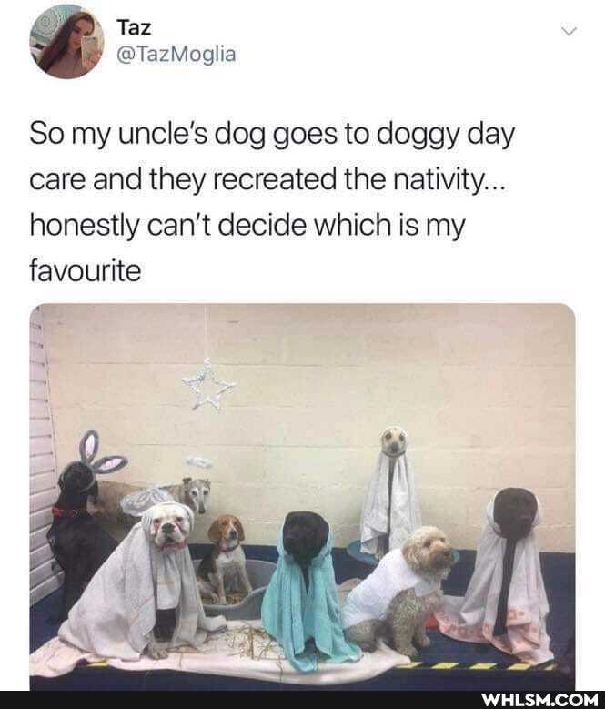 So my uncle's dog goes to doggy day care and they recreated the nativity...
honestly can't decide which is my
favourite