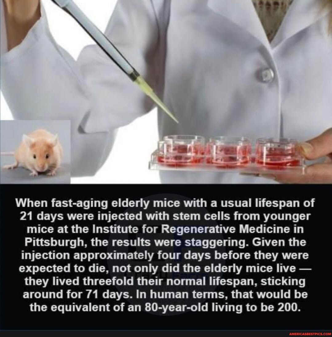 When fast-aging elderly mice with a usual lifespan of
21 days were injected with stem cells from younger mice at the Institute for Regenerative Medicine in
Pittsburgh, the results were staggering. Given the injection approximately four days before they were expected to die, not only did the elderly mice live - they lived threefold their normal lifespan, sticking around for 71 days. In human terms, that would be the equivalent of an 80-year-old living to be 200.