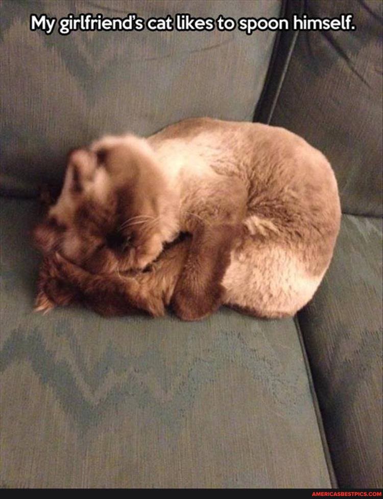 My girlfriend's cat likes to spoon himself.
SS