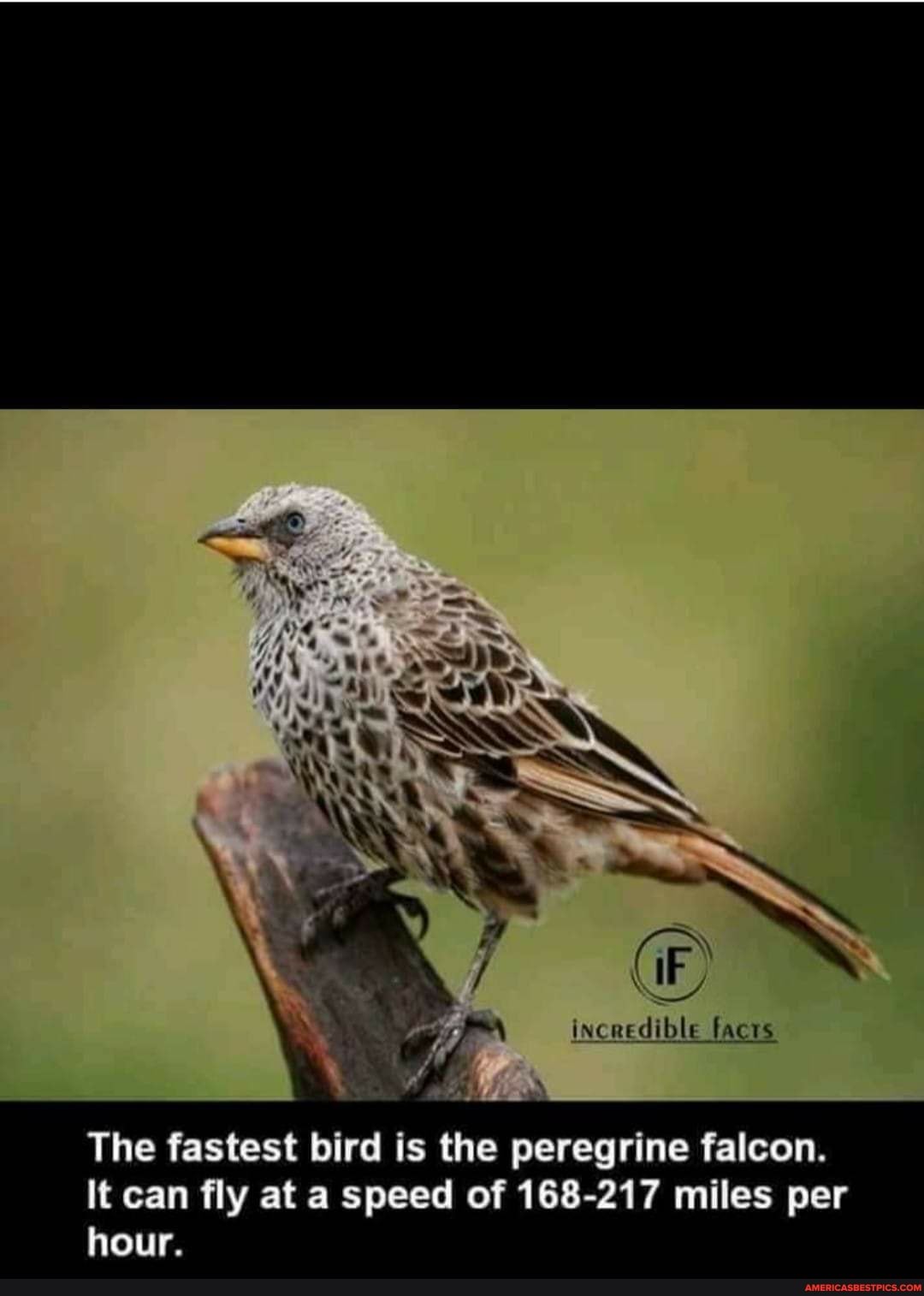 incredible facts
The fastest bird is the peregrine falcon.
It can fly at a speed of 168-217 miles per hour.