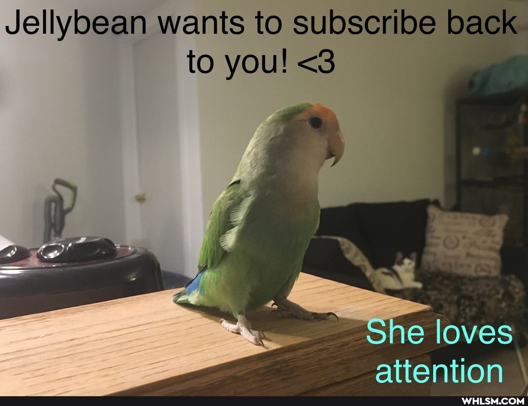 Jellybean wants to subscribe back be
to you! <3
She loves
attention
EX