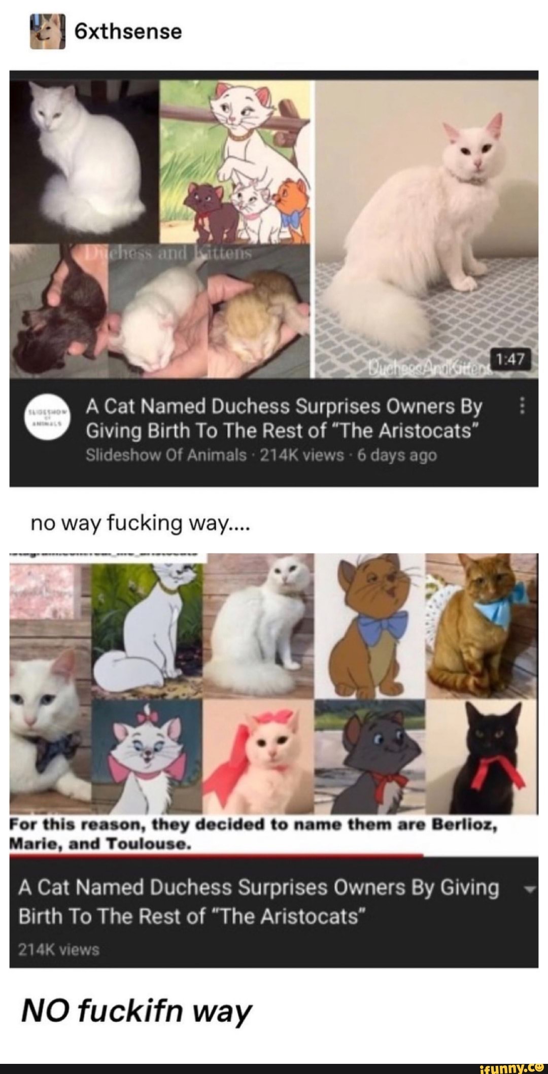 E', 6xthsense
A Cat Named Duchess Surprises Owners By
vamg Birth To The Rest of "The Aristocats"
For "lll mason. (hoy decided to num. them nro Bonloz.
A Cat Named Duchess Surpnses Owners By lemg
Birth To The Rest of "The Aristocats"
NO fuckifn way