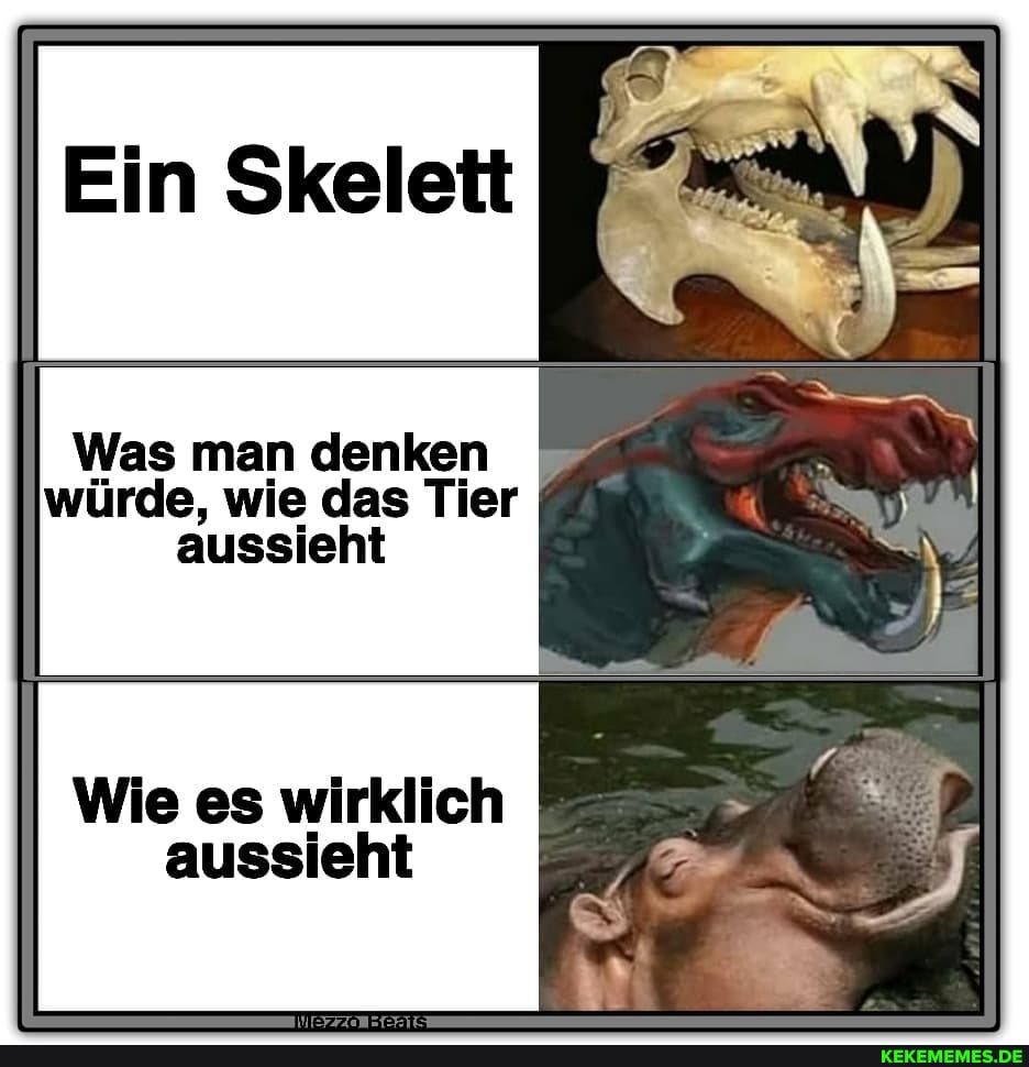 =in
Was man denken würde, wie das Tier
aussieht
Wie es wirklich aussieht