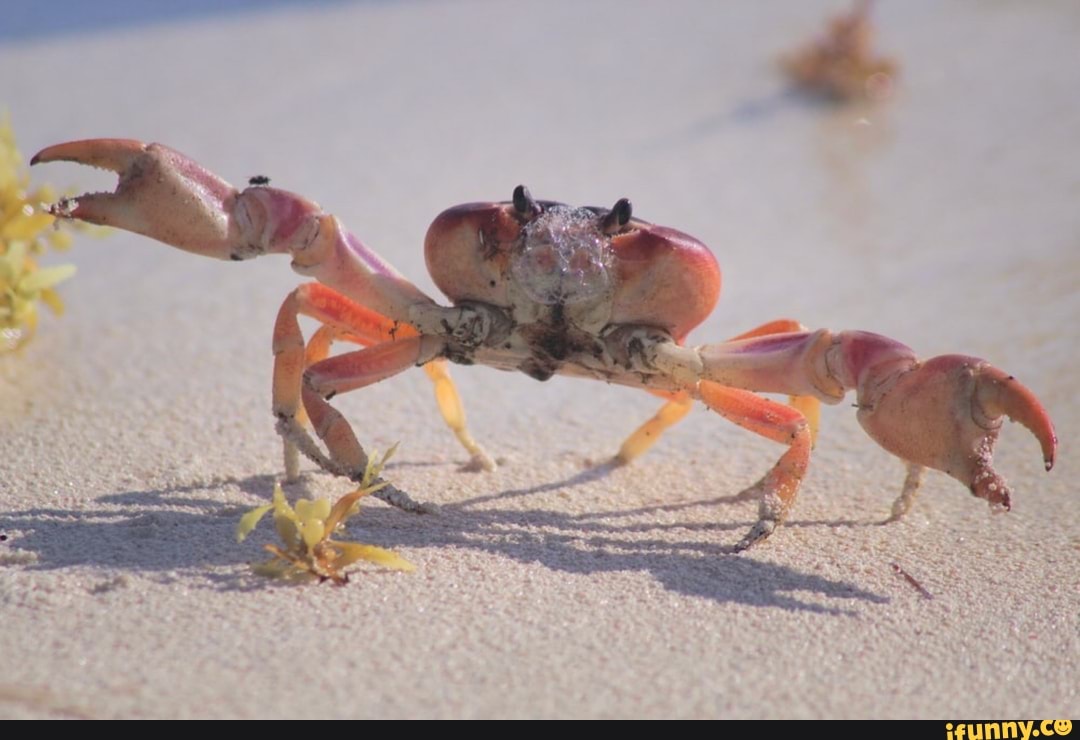 soupe, shredder, hummus, obunga, feature, holiday, hecticfart, xxxtentacion, crab, crabs