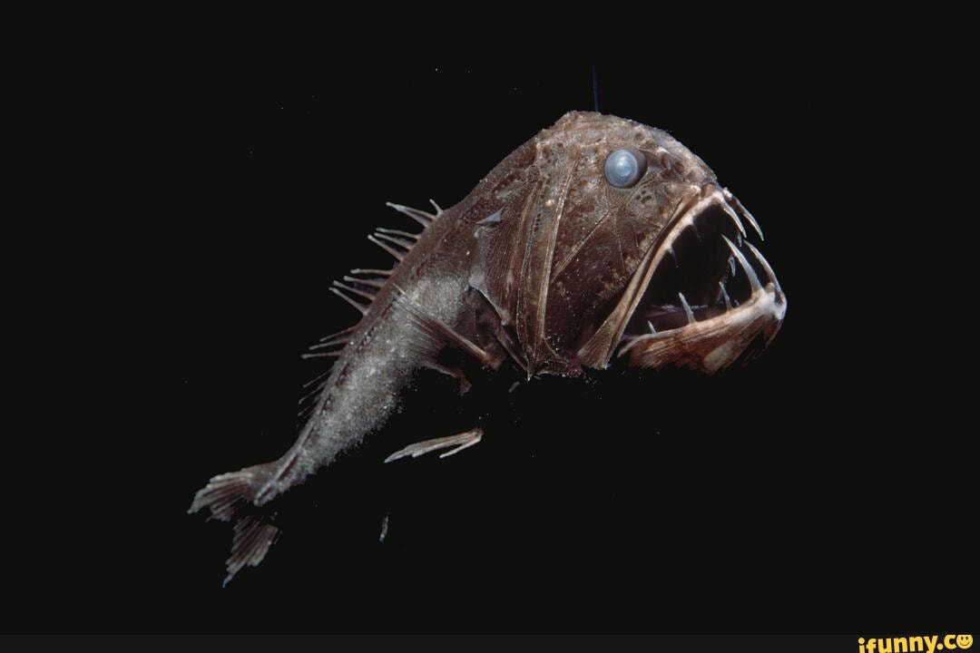 eerie, looking, fangtooth, patrolling, depths