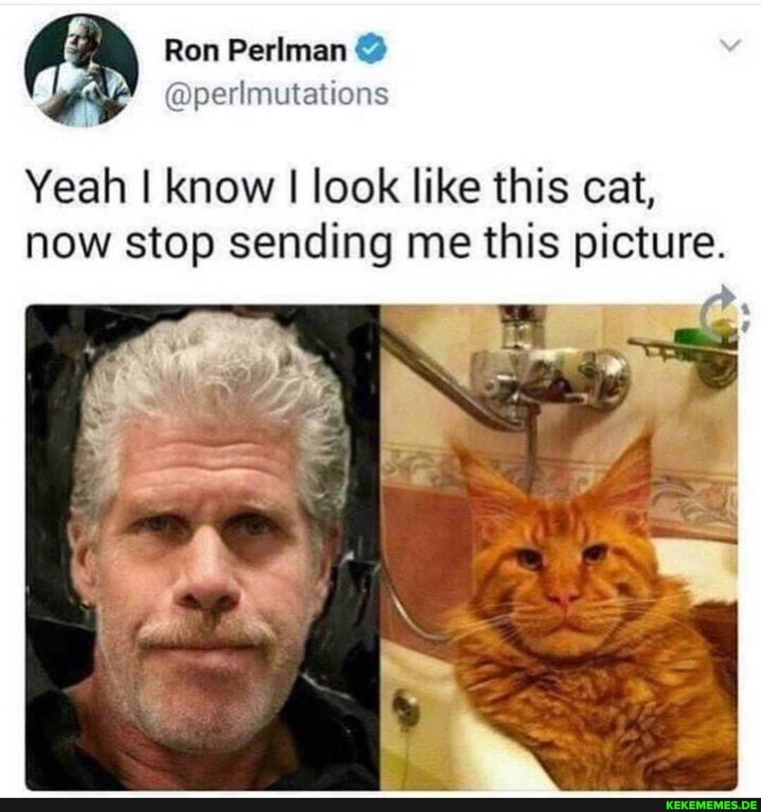 Yeah I know I look like this cat, now stop sending me this picture.