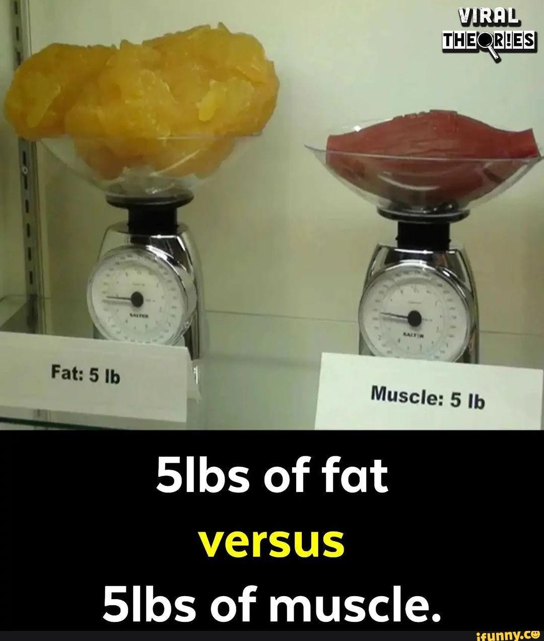 Fat: Ib Silos of fat versus Bibs of muscle. - iFunny