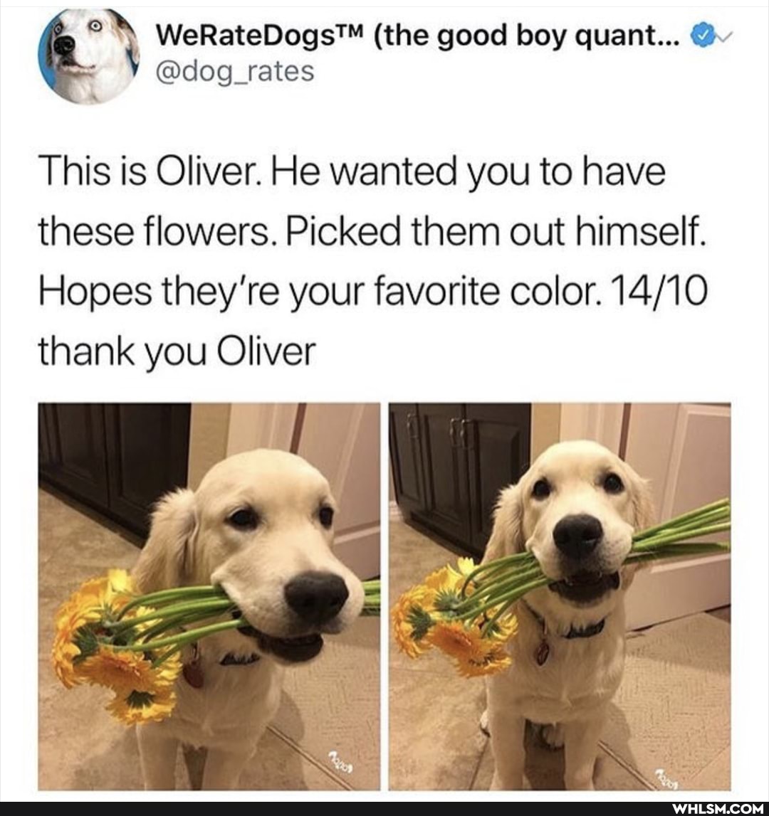 (the good boy quant...
\ @dog_rates
This is Oliver. He wanted you to have these flowers. Picked them out himself.
Hopes they're your favorite color.
thank you Oliver