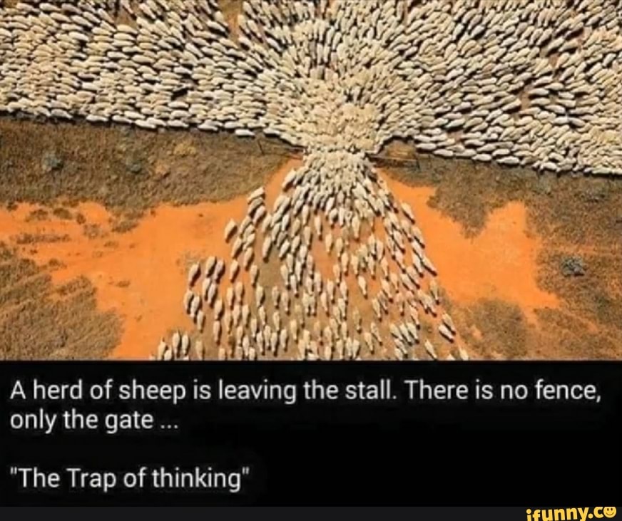A herd of sheep is leaving the stall. There is no fence, only the gate
"The Trap of thinking"
